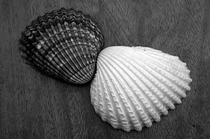 Coquillage