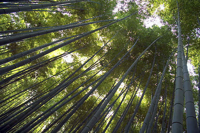 a picture called Bamboo forest should be here...